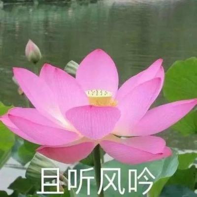 平谷2024鲜桃季正式开启 名优大桃陆续上市